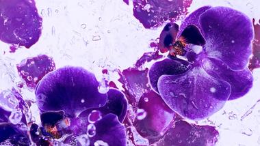 Mor orkide çiçeklerinin yakın çekim fotoğrafı.